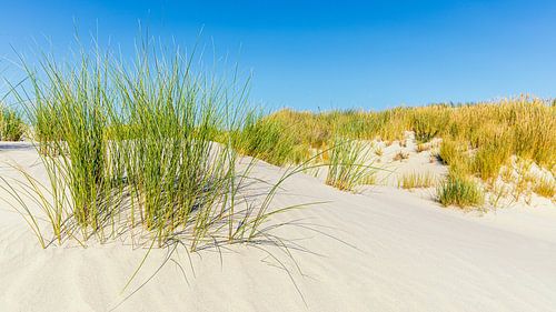 Sand dunes with dune grass on Terschelling