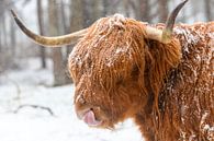 Portret van een Schotse Hooglander koe in de sneeuw van Sjoerd van der Wal Fotografie thumbnail