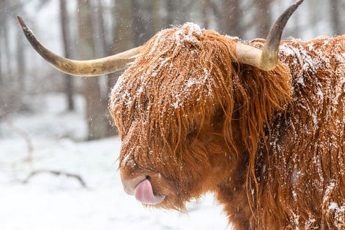 Portret van een Schotse Hooglander koe in de sneeuw