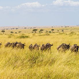 De grote trek in Kenia. van Monique van Helden