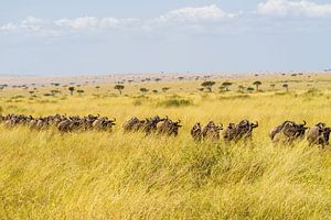 Der große Appetit in Kenia.