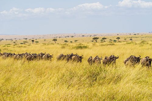 De grote trek in Kenia.