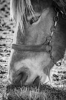 Cheval 02