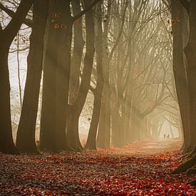 Forêt avec brouillard et rayons de soleil sur Jan Poppe