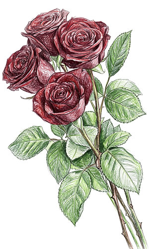 ROSE SCRIBBLE ART POTLOODTEKENING - METALEN POSTER