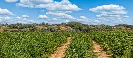 Potato field on the South Limburg hills