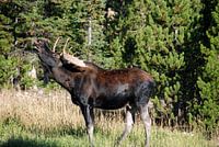YELLOWSTONE NATIONAL PARK -  USA