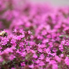 Bee on purple flowers by Ruud Wijnands