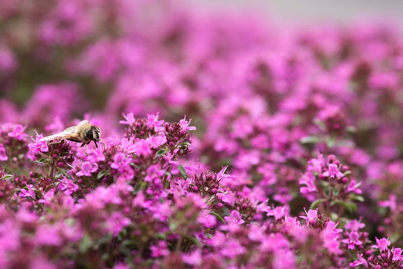 Biene auf violetten Blüten von Ruud Wijnands