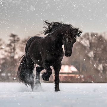 Cheerful Friesian horse in the snow