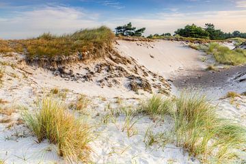 Duinen in het ochtendlicht van Daniela Beyer