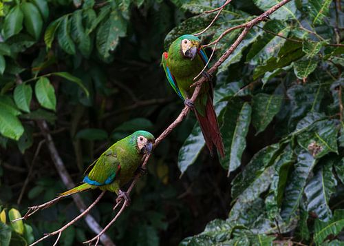 A pair of Chestnut-fronted Macaws