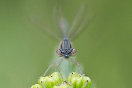 geradeaus von Petra Vastenburg