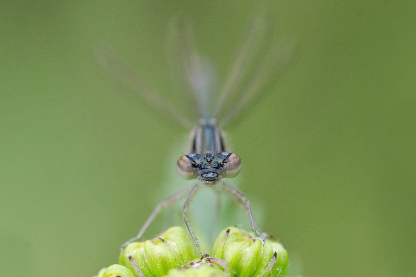 recht van voren van Petra Vastenburg