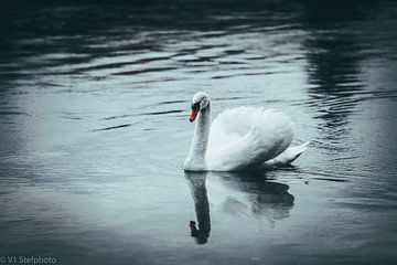Swan by Stefan Matthis