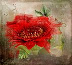 Rode bloem van Carla van Zomeren thumbnail