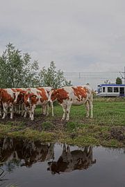 Cows in the city by Petra ter Veer