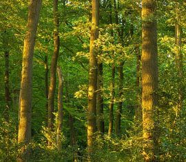 Sunrise in the forest (Groningen- Netherlands) by Marcel Kerdijk