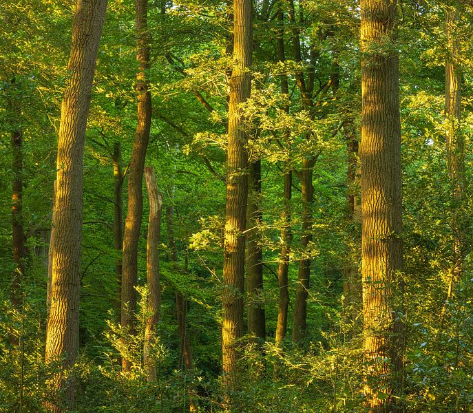 Sunrise in the forest (Groningen- Netherlands) by Marcel Kerdijk