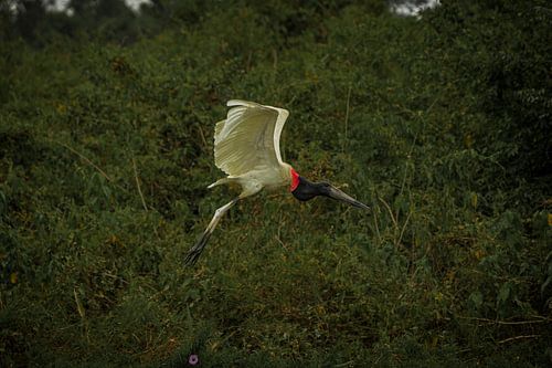 A giant stork flies by
