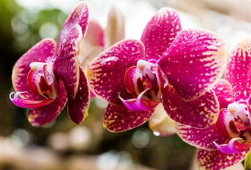 orchidées sur Martijn van Steenbergen