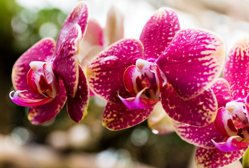 orchidées par Martijn van Steenbergen