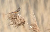 Bluethroat in the reeds