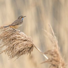 Bluethroat in the reeds by Thea de Ruijter