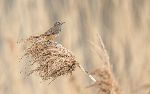 Blauwborst in het riet van Thea de Ruijter