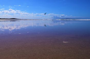 Hoch wie ein Drachen