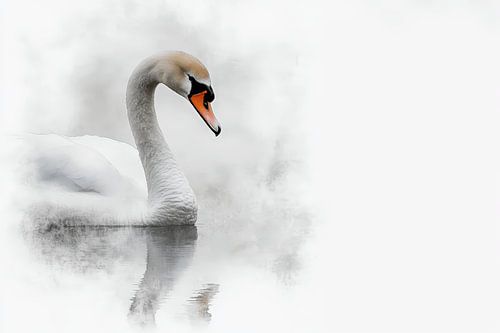 swan