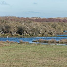 Nationaal Park Duinen van Texel (De Muy) met Zilverreiger van Jan Pott