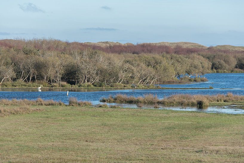 National Park Dunes of Texel (De Muy) with egret by Jan Pott