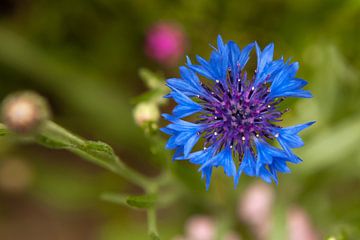 Kornblume auf der Wiese 2