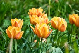 Tulips in a meadow with beautiful bokeh. by Martin Köbsch