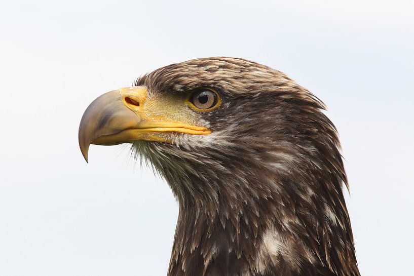 Weißkopfseeadler (Haliaeetus leucocephalus) von Ronald Pol