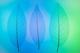 Skeletbladeren blauw, groen von Karin Tebes