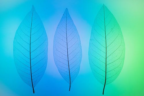 Skeletbladeren blauw, groen