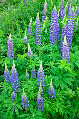 Many-leaved lupins
