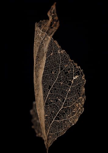 Skeleton Leaf van Karin Bakker Fotografie