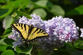 Flowering lilac in the garden by Claude Laprise