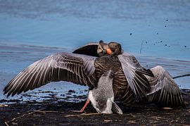 Kämpfende Graugänse im Frühling. von Brian Morgan
