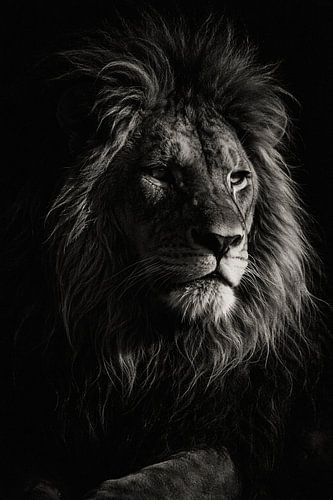 Portrait en noir et blanc d'un lion – une force intemporelle dans une lumière dramatique