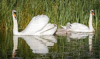 Mute swan with chicks by Jaap Terpstra thumbnail