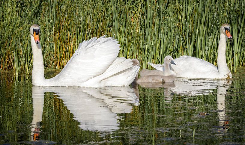 Mute swan with chicks by Jaap Terpstra