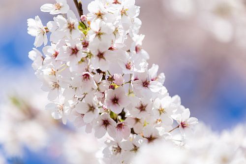 Bloesemboom met bloemen in volle bloei