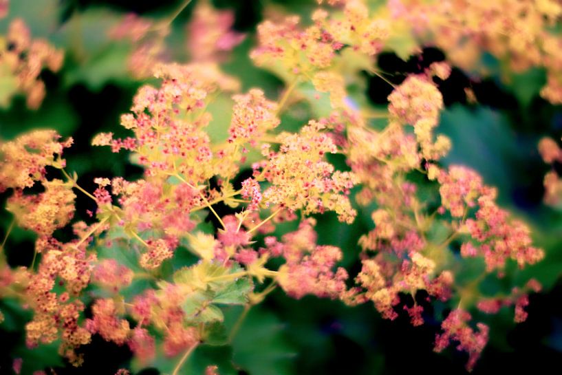 Summer pink flowers by Marianna Pobedimova