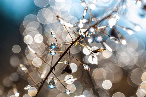 Veel dauwdruppels hangen aan een struik...