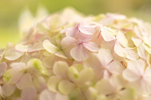 Close up hortensia