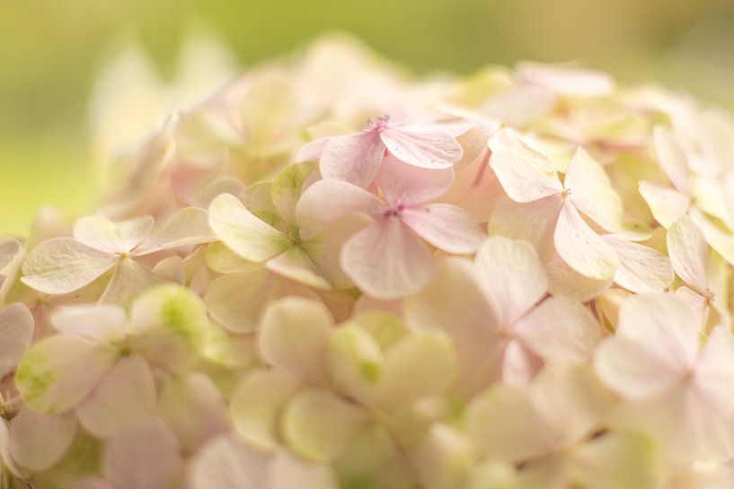 Close up hortensia van Sungi Verhaar